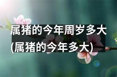 属猪的今年周岁多大(属猪的今年多大)