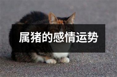 属猪的感情运势