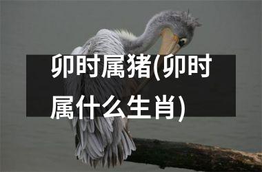 <h3>卯时属猪(卯时属什么生肖)