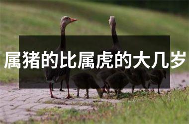 <h3>属猪的比属虎的大几岁