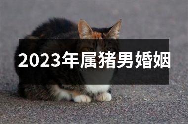 <h3>2025年属猪男婚姻