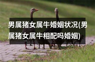 男属猪女属牛婚姻状况(男属猪女属牛相配吗婚姻)