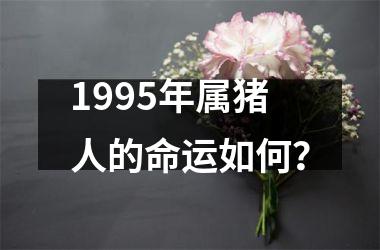1995年属猪人的命运如何？