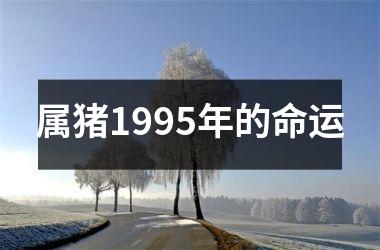 属猪1995年的命运