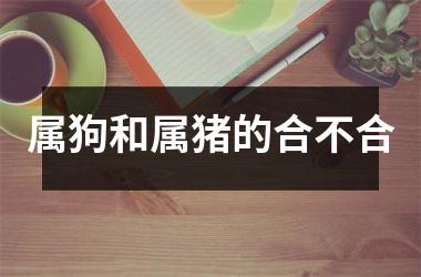 属狗和属猪的合不合