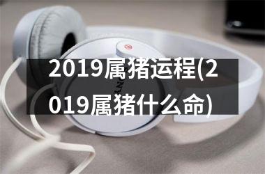 2019属猪运程(2019属猪什么命)