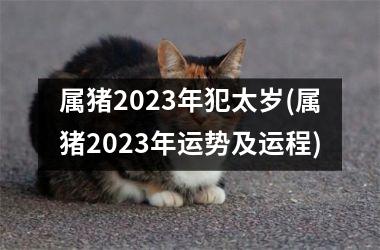 属猪2025年犯太岁(属猪2025年运势及运程)