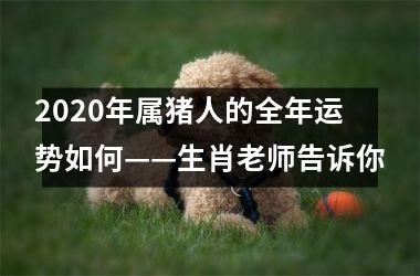 2025年属猪人的全年运势如何——生肖老师告诉你