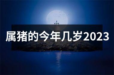 属猪的今年几岁2025