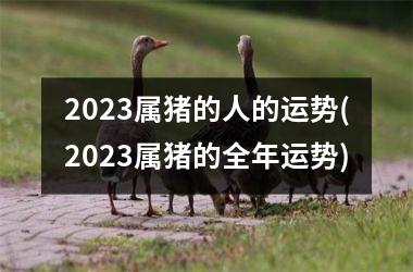2025属猪的人的运势(2025属猪的全年运势)