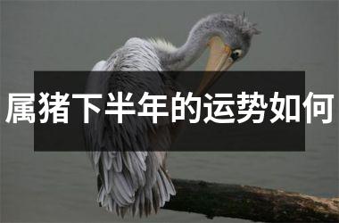 属猪下半年的运势如何