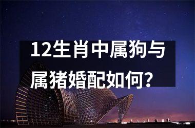 12生肖中属狗与属猪婚配如何？