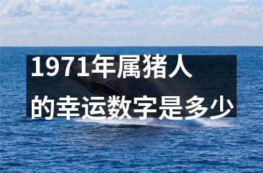 1971年属猪人的幸运数字是多少