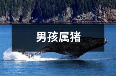 男孩属猪