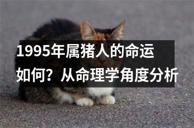 1995年属猪人的命运如何？从命理学角度分析