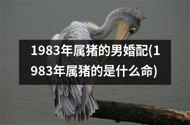 1983年属猪的男婚配(1983年属猪的是什么命)