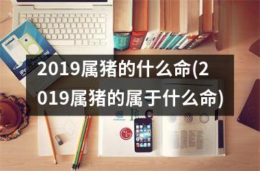 2019属猪的什么命(2019属猪的属于什么命)