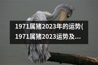 1971属猪2025年的运势(1971属猪2025运势及运程)