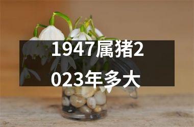 1947属猪2025年多大