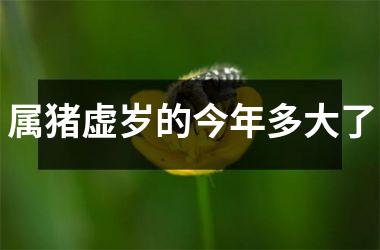 属猪虚岁的今年多大了