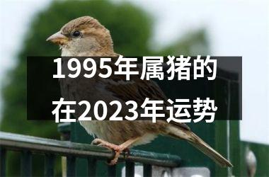 1995年属猪的在2025年运势