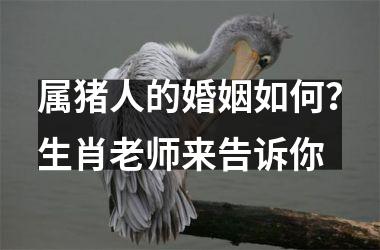 属猪人的婚姻如何？生肖老师来告诉你
