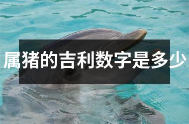 属猪的吉利数字是多少