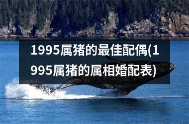 1995属猪的佳配偶(1995属猪的属相婚配表)