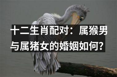十二生肖配对：属猴男与属猪女的婚姻如何？