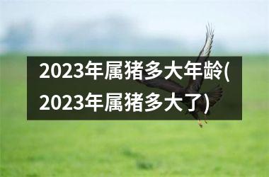 2025年属猪多大年龄(2025年属猪多大了)