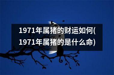 1971年属猪的财运如何(1971年属猪的是什么命)