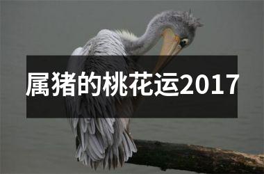 属猪的桃花运2017