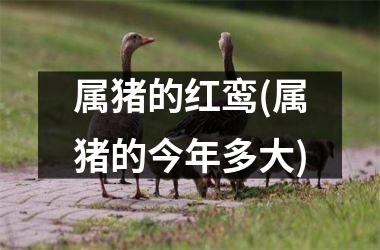 属猪的红鸾(属猪的今年多大)