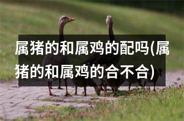 属猪的和属鸡的配吗(属猪的和属鸡的合不合)