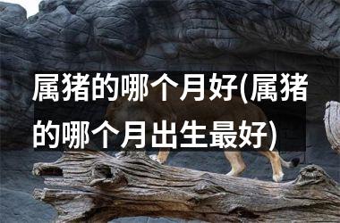 属猪的哪个月好(属猪的哪个月出生好)