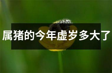 属猪的今年虚岁多大了