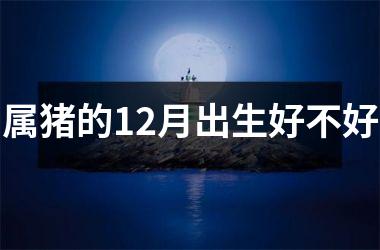 属猪的12月出生好不好