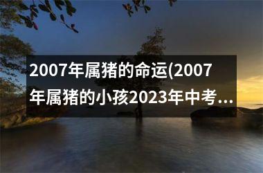 2007年属猪的命运(2007年属猪的小孩2025年中考运势)