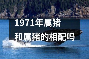 1971年属猪和属猪的相配吗