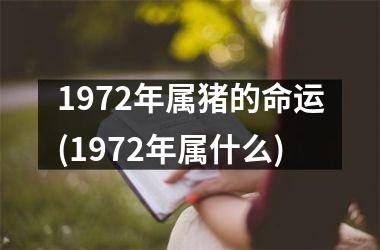 1972年属猪的命运(1972年属什么)