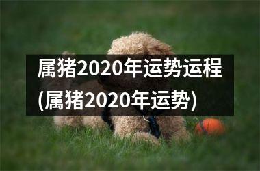 属猪2025年运势运程(属猪2025年运势)