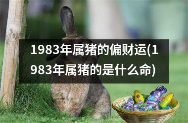 1983年属猪的偏财运(1983年属猪的是什么命)