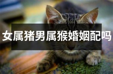 女属猪男属猴婚姻配吗