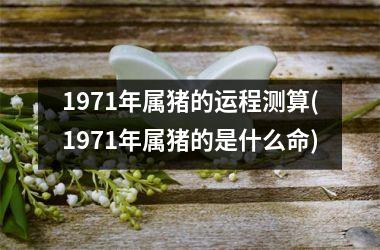 1971年属猪的运程测算(1971年属猪的是什么命)
