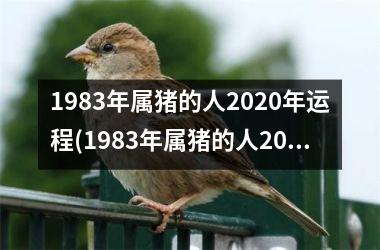 1983年属猪的人2025年运程(1983年属猪的人2025年运势及运程)