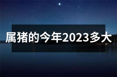 属猪的今年2025多大