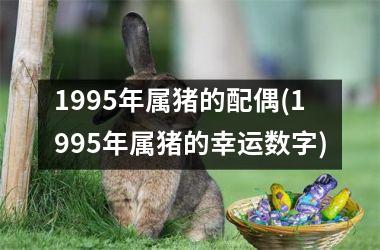 1995年属猪的配偶(1995年属猪的幸运数字)