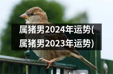 属猪男2024年运势(属猪男2025年运势)