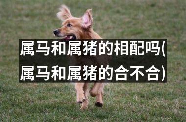 属马和属猪的相配吗(属马和属猪的合不合)