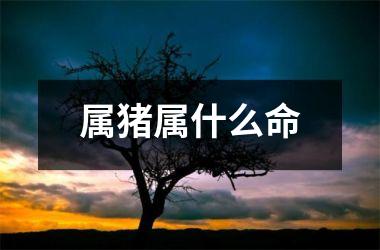 属猪属什么命